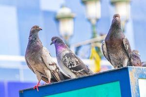 viele Taubenvögel in der Stadt Plaza San Jose Costa Rica. foto