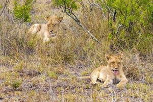Löwen Mutter und Kind Safari Krüger Nationalpark Südafrika.