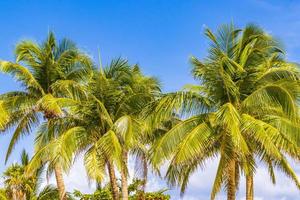 tropische Palmen mit blauem Himmel Playa del Carmen Mexiko.