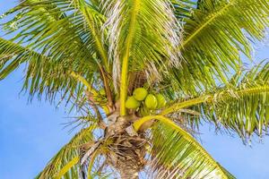 tropische Palme Kokosnüsse blauer Himmel Playa del Carmen Mexiko.