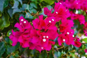 Rosa rote Drillingsblumen auf der Baleareninsel Mallorca Spanien. foto