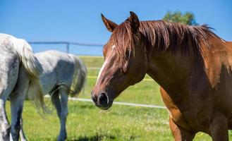 ein Nahaufnahmeporträt eines braunen Pferdes auf einem Hintergrund des reinen blauen Himmels foto
