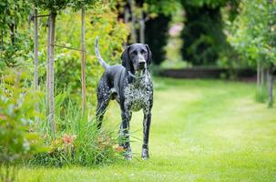 deutscher Zeiger. schwarzer Jagdhund, der im Garten posiert. foto