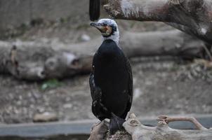 Pinguin Vogel Tier foto