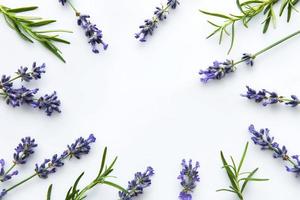 frische blumen von lavendelstrauß, draufsicht auf weißem hintergrund foto