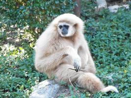 Affengibbons im Morgengrauen foto