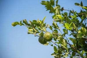 Orangenbäume im Garten. Nahaufnahme einer Orange, die an einem Baum auf einer Orangenfarm hängt. foto