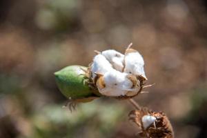 Baumwollfarmfeld, Nahaufnahme von Wattebällchen und Blumen. foto