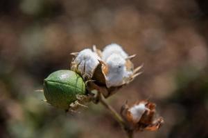 Baumwollfarmfeld, Nahaufnahme von Wattebällchen und Blumen. foto