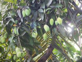 Haufen junger Mangos foto