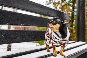 Ein Chihuahua-Hund steht im Winter bei Schneewetter in Kleidung auf einer Bank. Tier, Haustier. foto