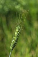 grüner Weizen auf Bio-Bauernhof-Feld foto