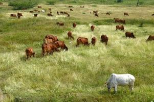 Kühe und Bullen grasen auf einer üppigen Wiese foto