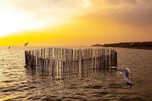 Möwen evakuieren im Winter von November bis März die Kälte von der nördlichen Hemisphäre nach Bangpu, Samutprakarn, Thailand. Meer und Himmel mit vielen Möwen waren sehr schöne Zeit. foto