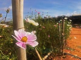 Blumen im Garten foto