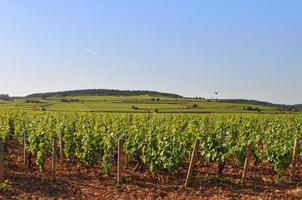 Weinbergpflanzen Panorama foto