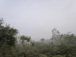 schöne Landschaft dichter Nebel im Wald foto