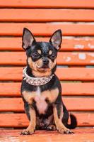 Chihuahua-Hund. ein Hund in einem weißen Halsband für einen Spaziergang. Tier, Haustier. foto