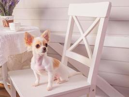 Tier, Haustier. Weißer Chihuahua-Hund sitzt drinnen auf einem weißen Stuhl. Welpe auf einem Stuhl. foto