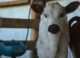 süßestes weißes Kalb mit seiner schwarzen Nase foto