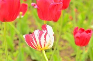 weiße und rote Tulpe in der garden.flower Karte. foto