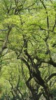 die schöne Frühlingslandschaft im Wald mit den frischen grünen Bäumen und dem warmen Sonnenlicht foto