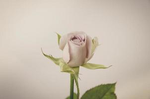 Rose Vintage Blumen foto