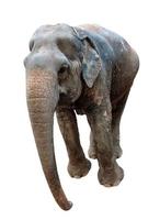 Elefant auf einem weißen Hintergrund foto