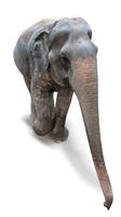 Elefant auf einem weißen Hintergrund foto