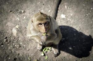 Affe vor Tempel in lopburi foto