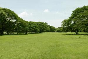 schönes grünes Gras im Park foto