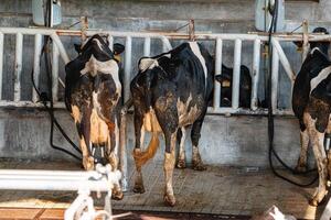 Molkerei Kühe sind im das Prozess von nehmen Milch. Landwirtschaft Industrie, Landwirtschaft und Tier Haltung Konzept - - Herde von Kühe Essen Heu im Kuhstall auf Molkerei Bauernhof foto