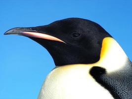 Kaiserpinguine im Eis der Antarktis foto