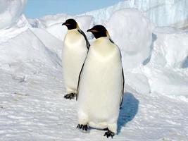 Kaiserpinguine im Eis der Antarktis foto