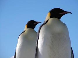 Kaiserpinguine im Eis der Antarktis foto