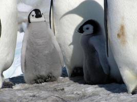 Kaiserpinguine im Eis der Antarktis foto