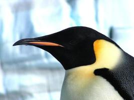 Kaiserpinguine im Eis der Antarktis foto