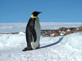 Kaiserpinguine im Eis der Antarktis foto