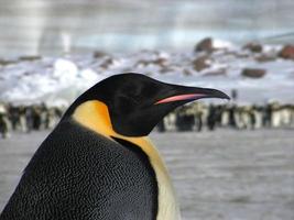 Kaiserpinguine im Eis der Antarktis foto