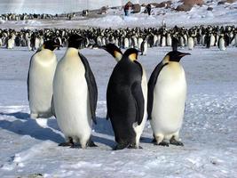 Kaiserpinguine im Eis der Antarktis foto