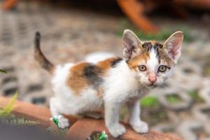 kleines Kätzchen mit Schwanz und rosa Nase foto
