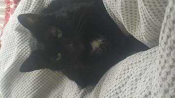 schwarze Katze im Bösen foto