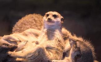 ein Erdmännchen posiert für ein Foto im Zoo. suricata suricatta.