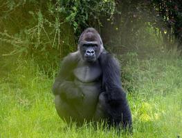 Gorilla sitzt im Gras foto