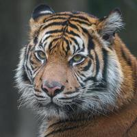 Porträt des Sumatra-Tigers foto