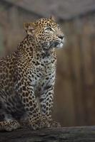 Sri Lanka Leopard foto