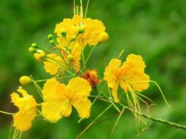 Nahaufnahmefoto von schönen gelben Blumen foto