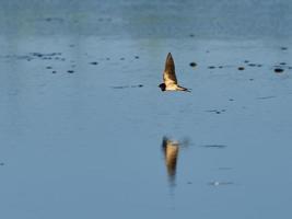 Fauna in der Albufera von Valencia, Spanien foto