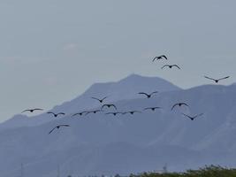 Fauna in der Albufera von Valencia, Spanien foto