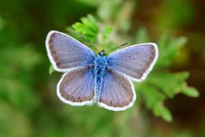 blauer schmetterling nah detail foto